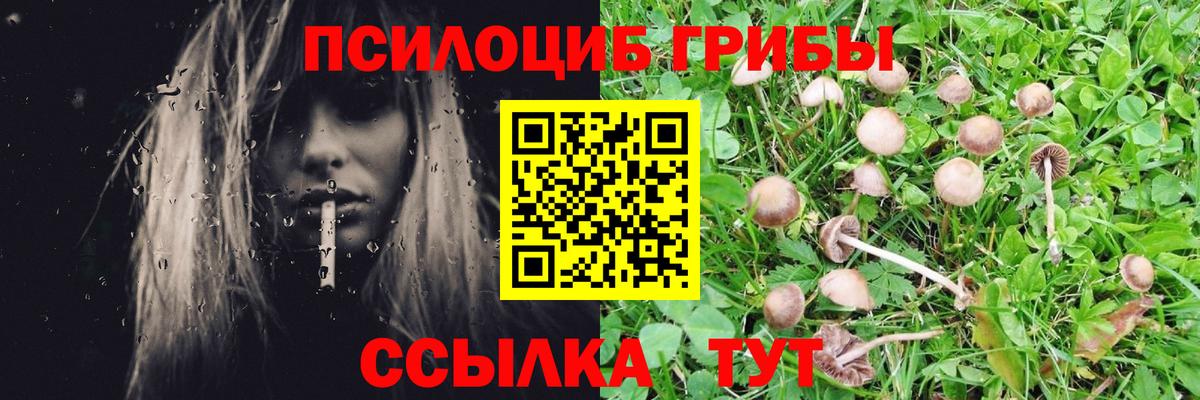 Галлюциногенные грибы Psilocybe  Вход с VPN  Фрязино  Галлюциногенные грибы Psilocybe 
